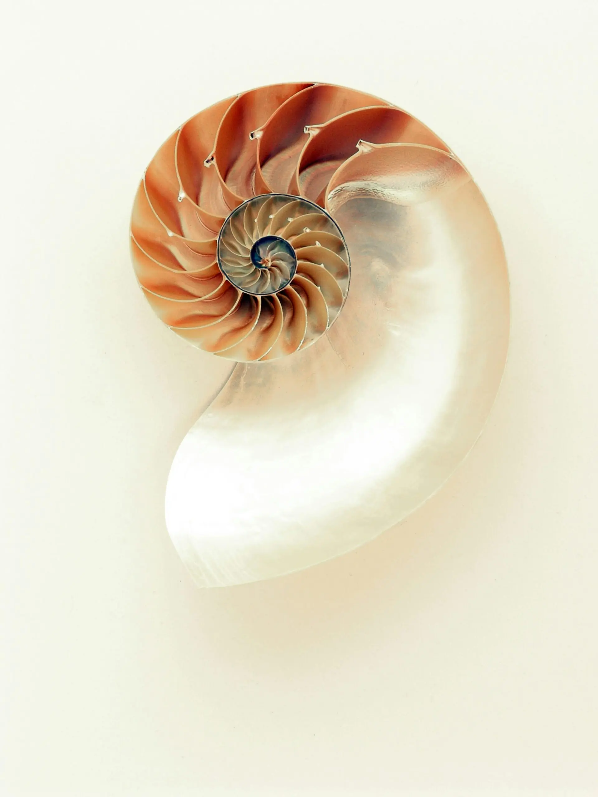Seashell With Its Iridescent Nachre